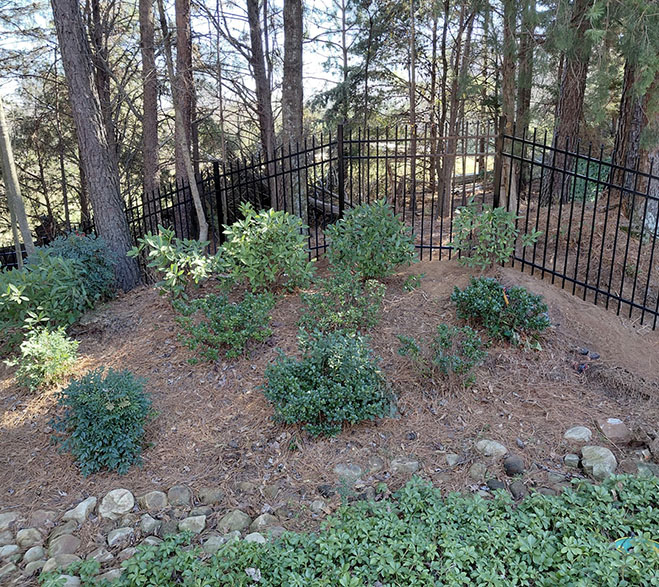 A landscaped garden area with small green shrubs, pine needle mulch, a stone border, and a black metal fence with trees in the background.
